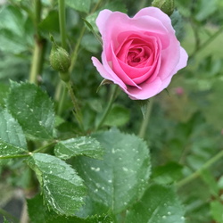 Amy,s Roses